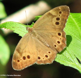 Northern pearly eye (Enodia anthedon)