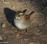 White-throated sparrow