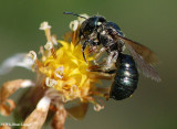 Sweat bee (Halictid sp.)