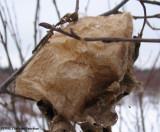 Cecropia moth (<em>Hylalophora cecropia</em>) pupal case