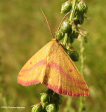Geometrid Moths (Family: Geometridae)  6261 - 7430