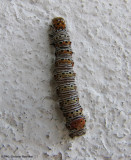 Eight-spotted forester caterpillar (<em>Alypia octomaculata</em>), #9314