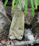 Large yellow underwing (<em>Noctua pronuba</em>), #11003.1