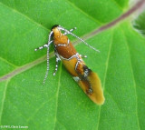 Pre-tortricid Micro Moths, 0437 - 1463