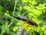 Ichneumonid wasp (Ichneumonidae sp.) female