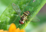 Hover fly (<em>Toxomerus geminatus</em>), female