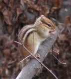 Chipmunk eating crabapples