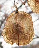 Common hoptree (<em>Ptelea trifoliata</em>) seeds