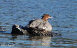 Common merganser, female