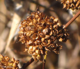 Ninebark (<em>Physocarpus</em>)