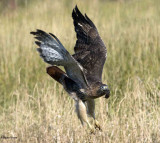 Red-tailed Hawk