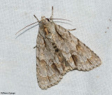 <em>Acronicta morula</em>, #9236