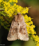 Bronzed cutworm moth (Nephelodes minians), #10524