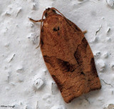 Oblique-banded leafroller (Chrositoneura rosaceana), #3635