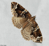 Small phoenix moth (Ecliptopera silaceata albolineata), #7213