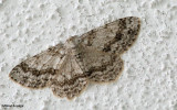 Small Engrailed moth (Ectropis crepuscularia), #6597
