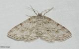 Small Engrailed moth (Ectropis crepuscularia), #6597
