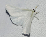 Elm Spanworm moth (Ennomos subsignaria), #6798
