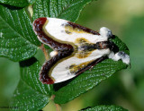 Beautiful Wood-Nymph (<em>Eudryas grata</em>), #9301