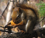 Red with walnut