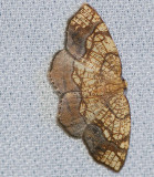 Horned spanworm (Nematocampa resistaria), #7010
