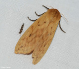 Isabella Tiger moth (Pyrrharctia isabella), #8129