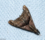 Dark-spotted palthis (<em>Palthis angulalis</em>), #8397