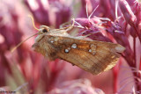 Noctuidae Moths