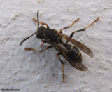 Wasp (<em>Polistes fuscatus</em>)