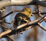 American goldfinch