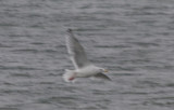 Shows grayish underwing and pink feet