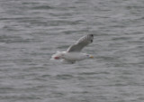 Shows underwing and very pink feet