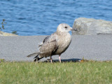 Herring Gull (juvenile)