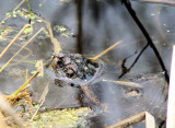 Snapping Turtle