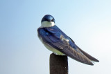 Tree Swallow, Pt. Williams