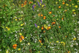 Wildflowers, Hennigars trail