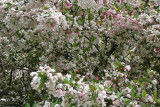 Apple Blossoms