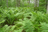 Ferns, Cloud Lake