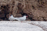 arctic terns