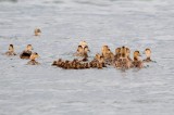 eider creche