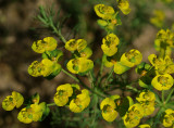 Euphorbia cyparissias