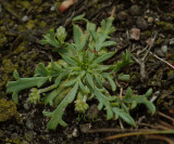Hertshoornweegbree, Plantago coronopus