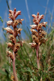 Gamander-bremraap, Orobanche teucrii