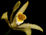 Cattleya forbesii, yellow, close