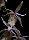 Barkeria spectabilis, height of flower  6 cm