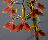 Ranthera  vietnamensis, flower 5.5 cm