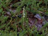 Dennenorchis, Goodyera repens