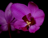 Spathoglottis portus finschii, flowers 3-4 cm