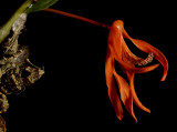 Dendrobium lamyiae