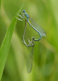 Blauwe breedschenen paringswiel